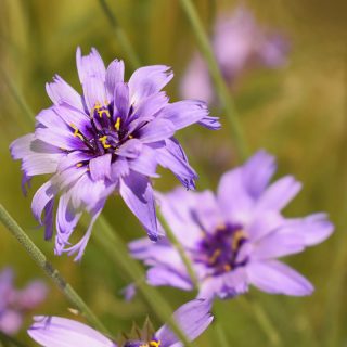 Blaue Rasselbume Catananche caerulea