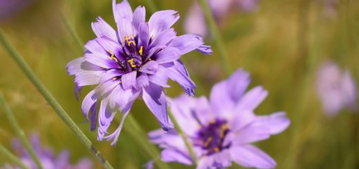 Blaue Rasselbume Catananche caerulea