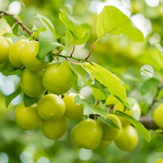 Gelbe Kirschpflaumen am Ast