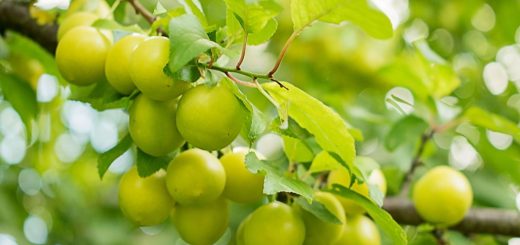 Gelbe Kirschpflaumen am Ast