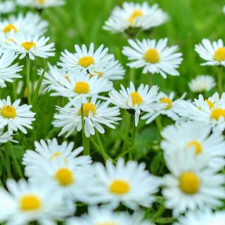 Gänseblümchen Frühling