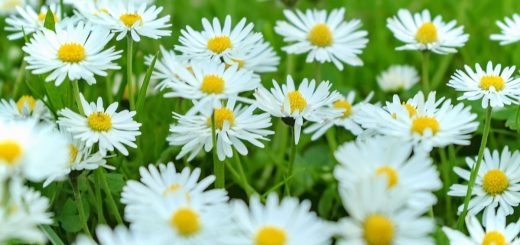 Gänseblümchen Frühling