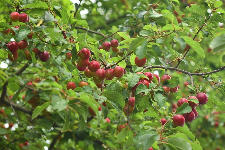 Verwilderte Kirschpflaume mit roten Früchten.