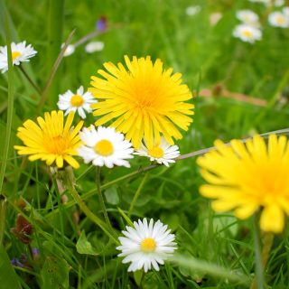 Essbare Wildkräuter