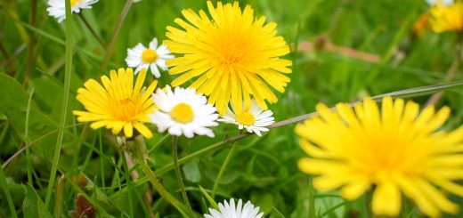 Essbare Wildkräuter