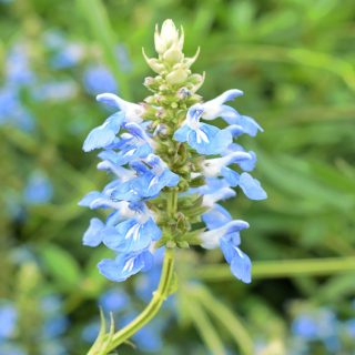 Pfeffer-Salbei Hummelschaukel