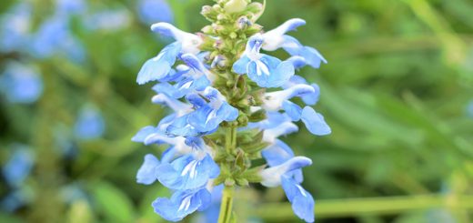 Pfeffer-Salbei Hummelschaukel