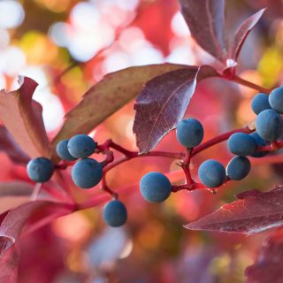 Wilder Wein Früchte Herbst