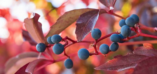 Wilder Wein Früchte Herbst