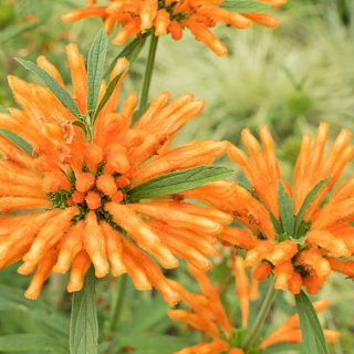 Afrikanisches Löwenohr Leonotis