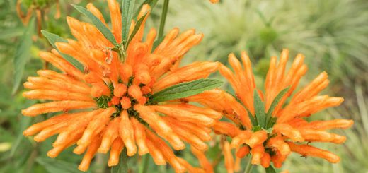 Afrikanisches Löwenohr Leonotis