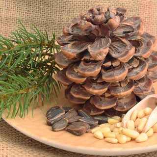 Pinienzapfen mit Kernen