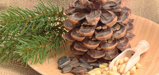 Pinienzapfen mit Kernen