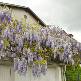 Blauregen am Balkongeländer