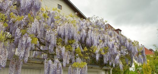 Blauregen am Balkongeländer