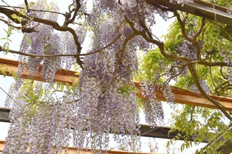 Blauregen mit enormer Wuchskraft: Geeignete Kletterhilfen | Botanik Guide