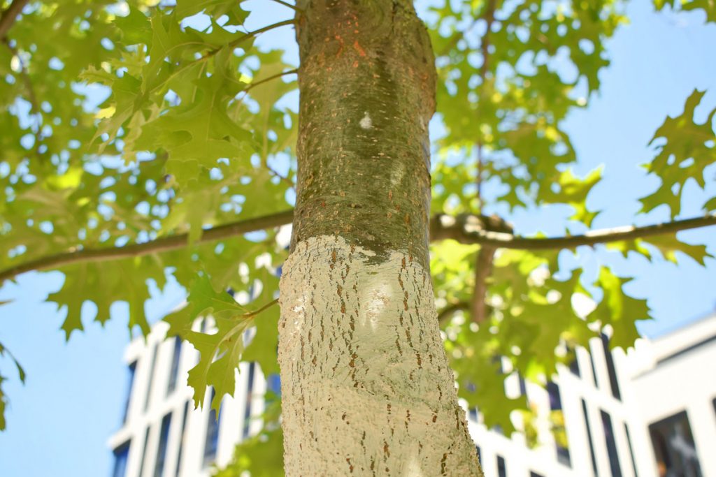 Baum mit weißer Kalkschicht als Schutz
