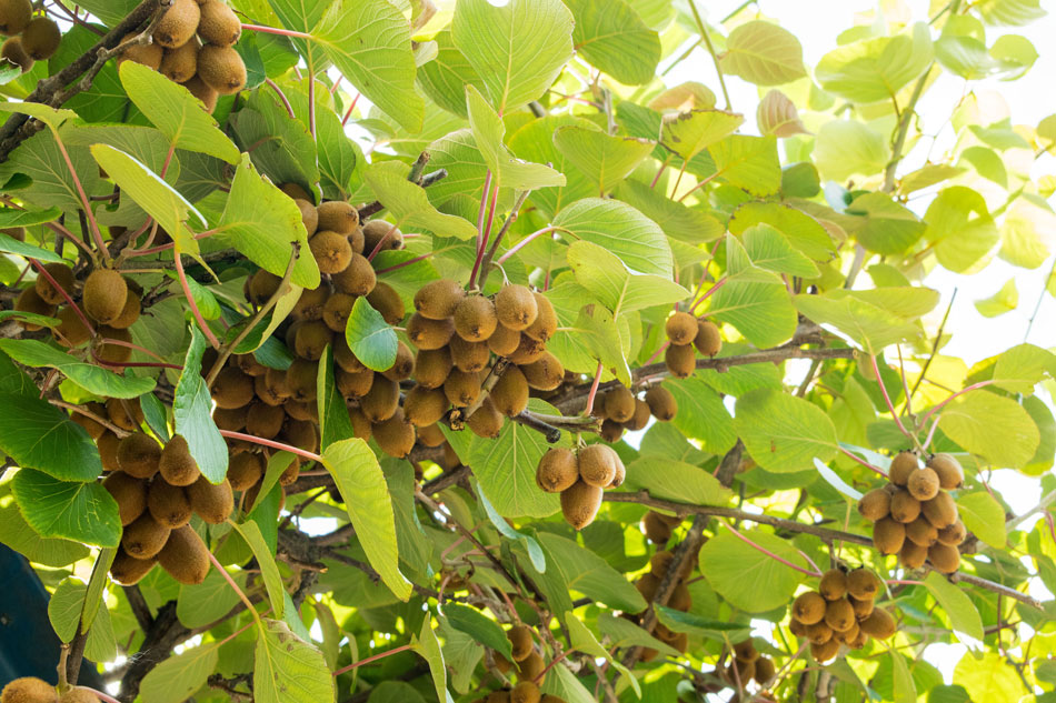 Kiwi-Pflanze mit Früchten