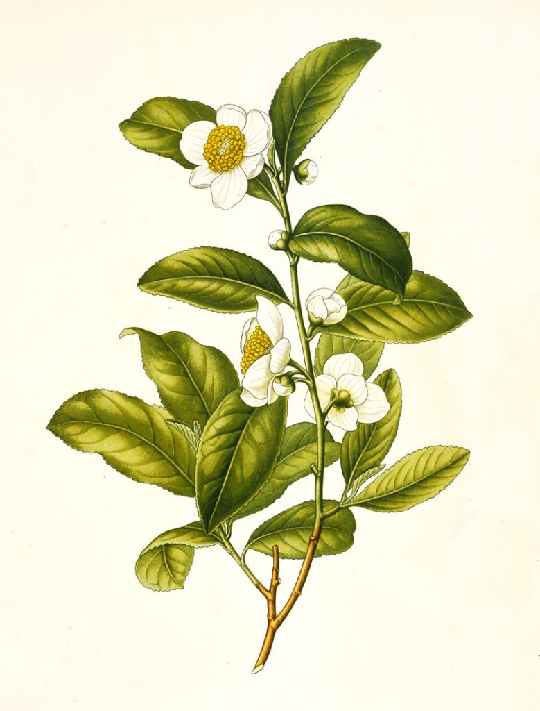 Echte Teepflanze Camellia sinensis