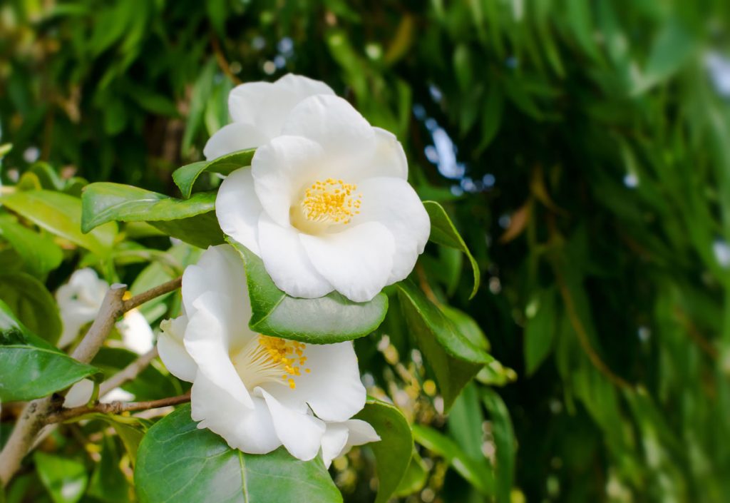 Die Kamelia Camellia japonica gehört zu den Teestrauchgewächsen.