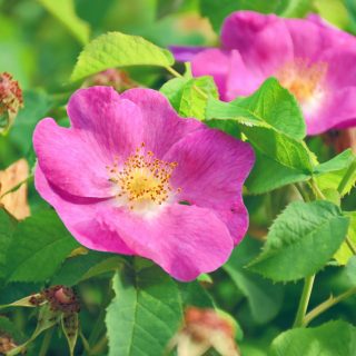 Wildrose Apfelrose villosa