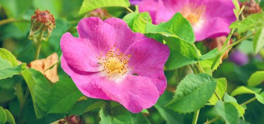 Wildrose Apfelrose villosa