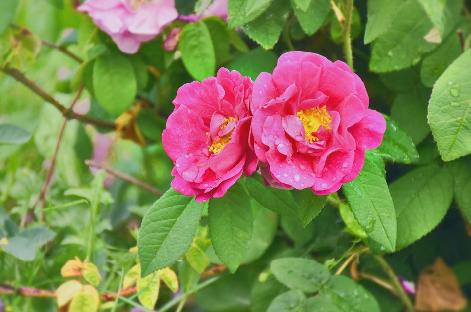 Apotheker-Rose (Rosa gallica 'Officinalis'