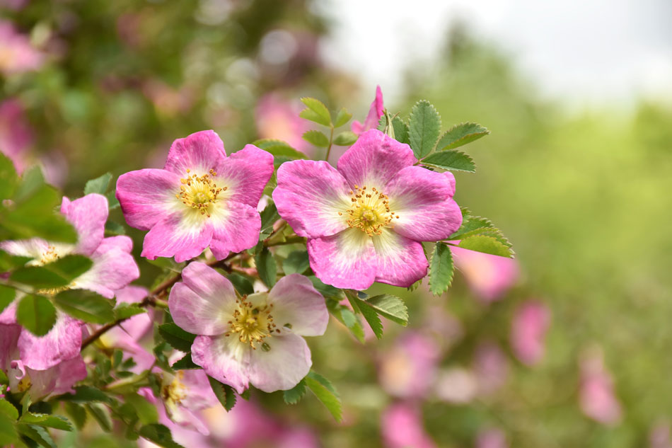 Rosa canina heimische Hagebuttenrose rosa Vogelschutz Insekten Bienen Nährgehölz 40-60 cm Müllers Grüner Garten Shop Hundsrose