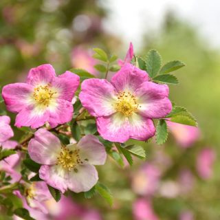 Bibernellrose rosa