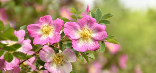 Bibernellrose rosa