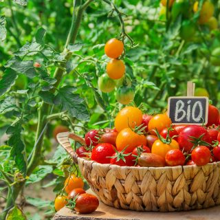 Bio-Tomaten ernte