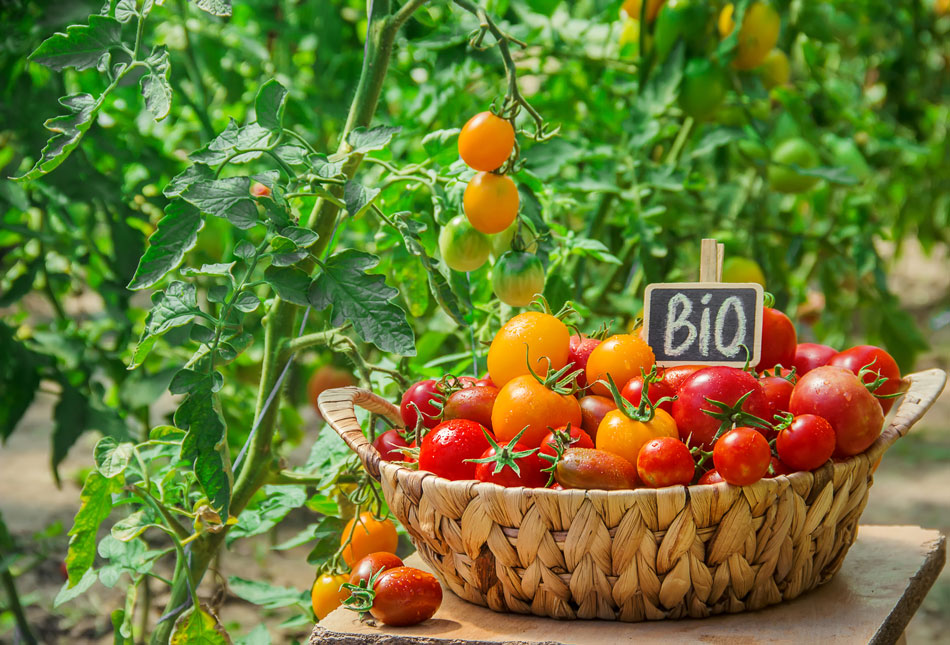 Bio-Tomaten im Erntekorb