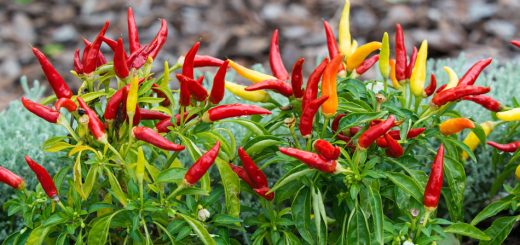 Bunte Chilischoten