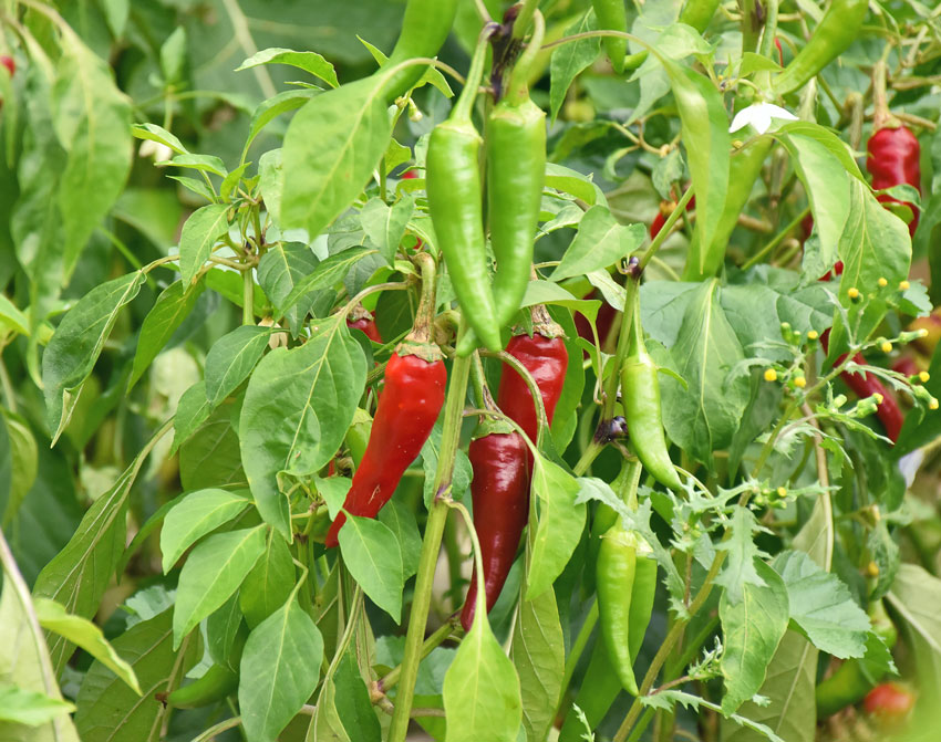 Chilipflanze im Garten