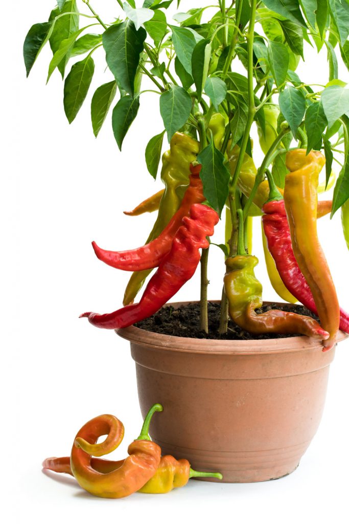 Chilipflanzen im Topf anbauen