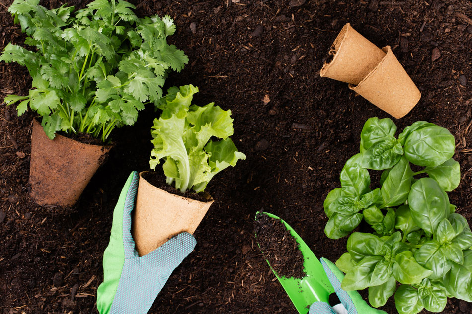 Gemüse- und Kräuterjungpflanzen werden ausgepflanzt