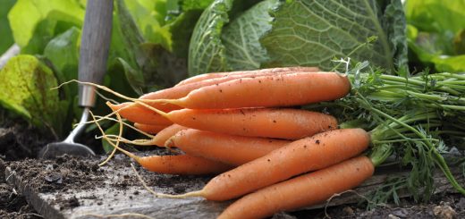 Gemüseernte im Garten Möhren