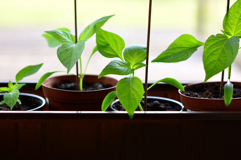 Chilipflanzen-Anzucht auf der Fensterbank