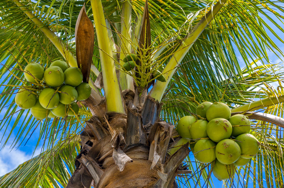 Kokosnüsse an der Palme