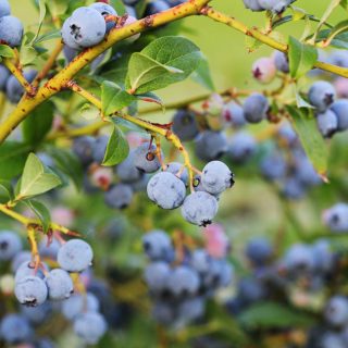 Kultur-Heidelbeere