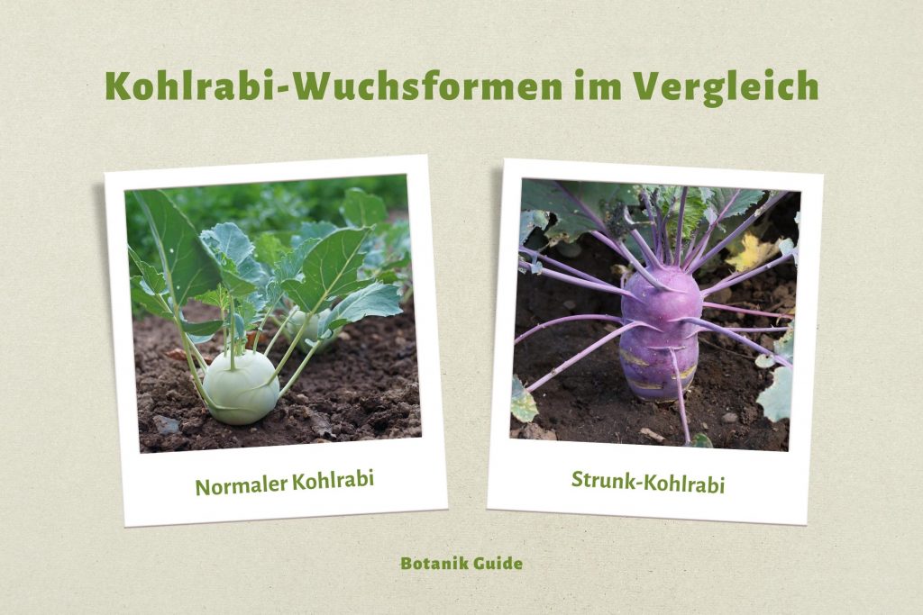 Kohlrabi-Wuchsformen im Vergleich: normaler Kohlrabi und Strunkkohlrabi