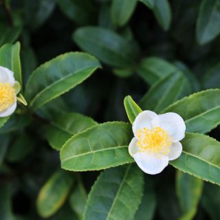 Echte Teepflanze Blüte