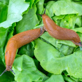 Nacktschnecken im Salat im Garten