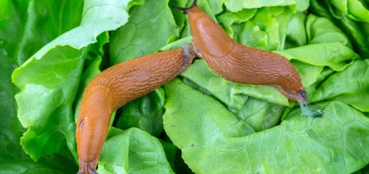 Nacktschnecken im Salat im Garten