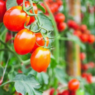 Reife Tomaten an der Pflanze