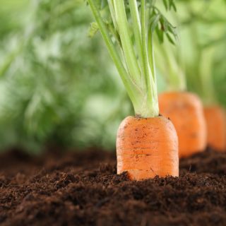 Frische Möhren in der Erde