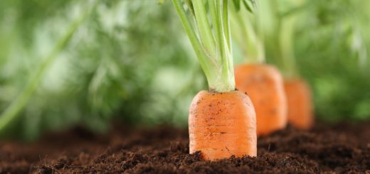 Frische Möhren in der Erde
