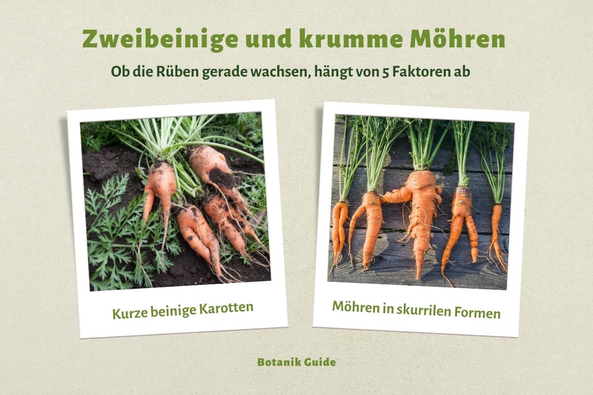 Was Ist Der Unterschied Zwischen Karotten Und Möhren botanikguide.de