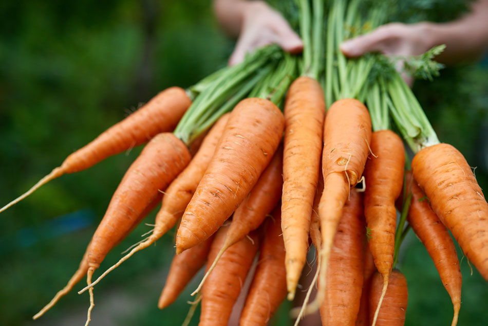 Karotten-Ernte aus dem Garten