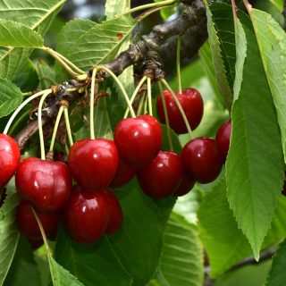 Kirschbaum mit Früchten